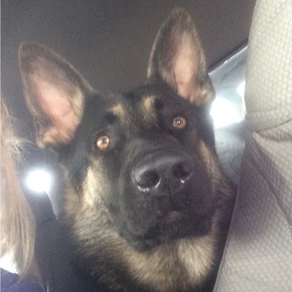 Meet your Posher, Linda - Picture 2 of 3